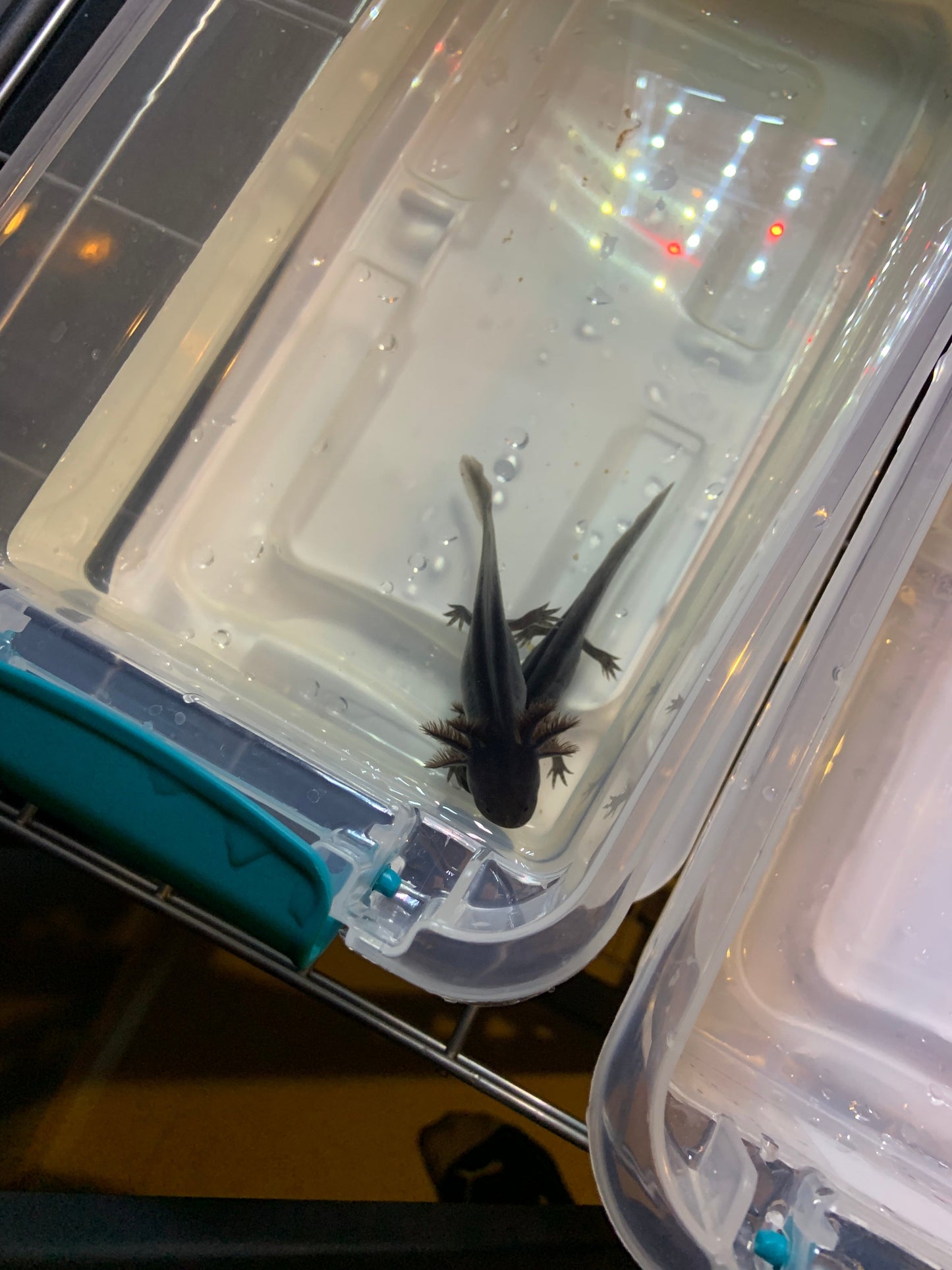 Axolote Melanístico (Negro)